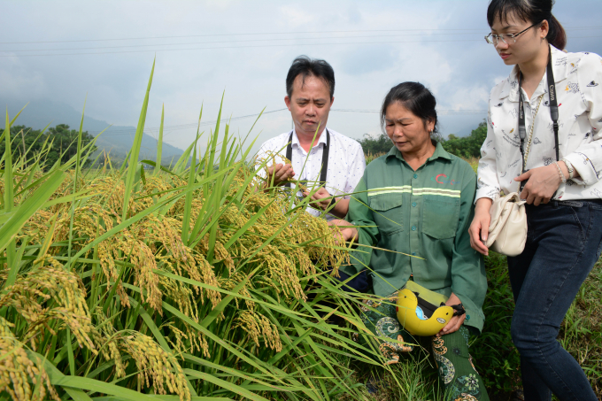 Cán bộ Trung tâm CGCN&KN trao đổi về giống lúa với người nông dân. Ảnh: Thái Sinh.