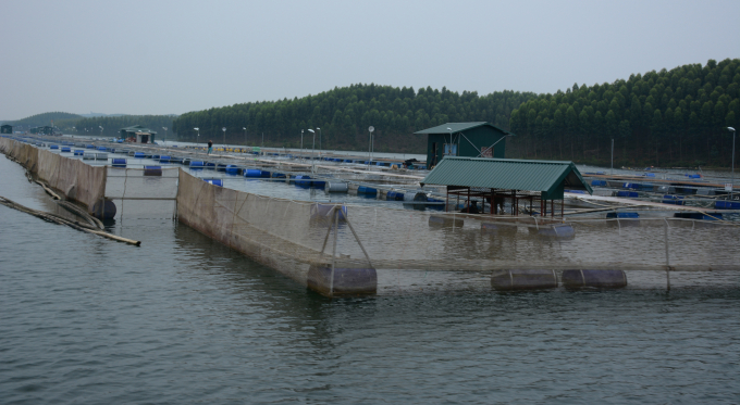 Cơ sở nuôi cá của Cty Hoàng Kim trên hồ Thác Bà. Ảnh: Thái Sinh.