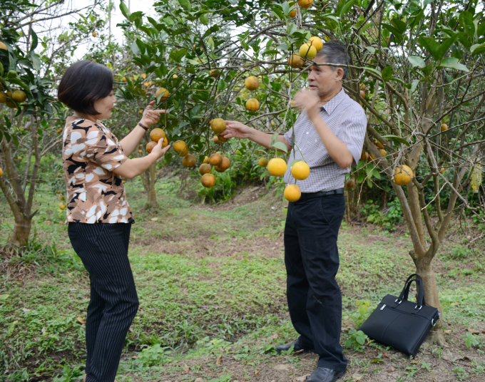 Tác giả (phải) trao đổi với chị Nguyễn Thị Nhung về giá cam năm nay. Ảnh: TĐL.
