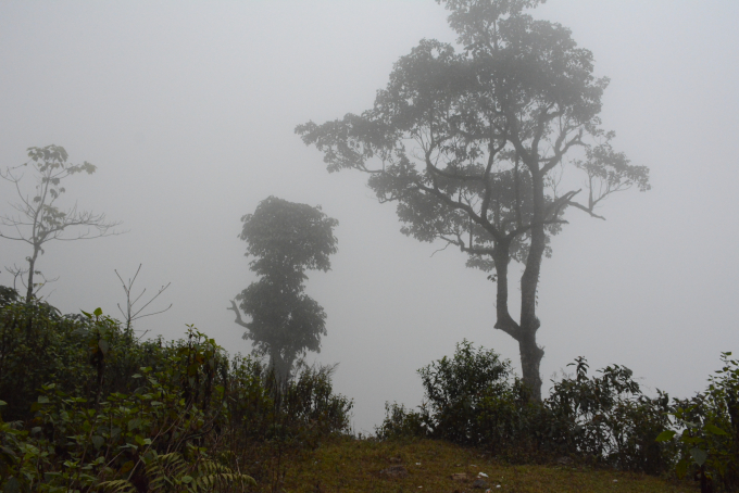 Cây cối trên đèo Khau Phạ ngủ vùi trong mây mù. Ảnh: Thái Sinh.