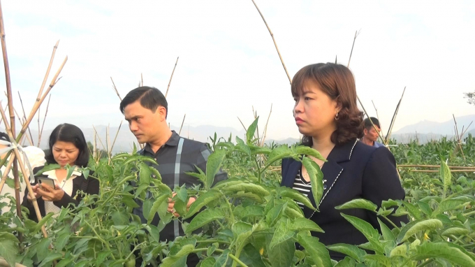 Lãnh đạo thị xã Nghĩa Lộ kiểm tra trồng  cà chua ghép trong nhà lưới.  Ảnh: Lò Hằng.
