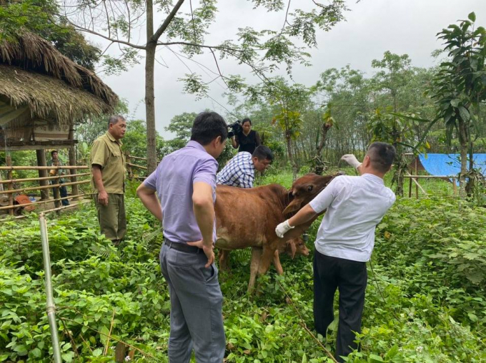 Cán bộ Trung tâm Dịch vụ nông nghiệp huyện Yên Bình khám bệnh cho đàn bò. Ảnh: Lã Tuấn Hưng.