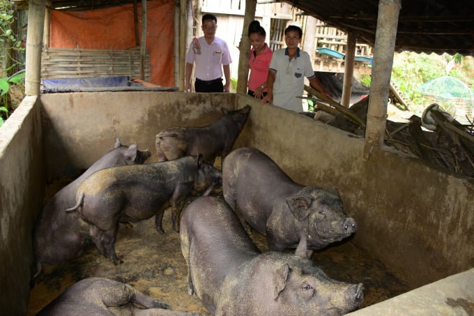 Năm 2021, chăn nuôi gia súc chính của tỉnh Yên Bái tăng 8,98%. Ảnh: Thái Sinh.