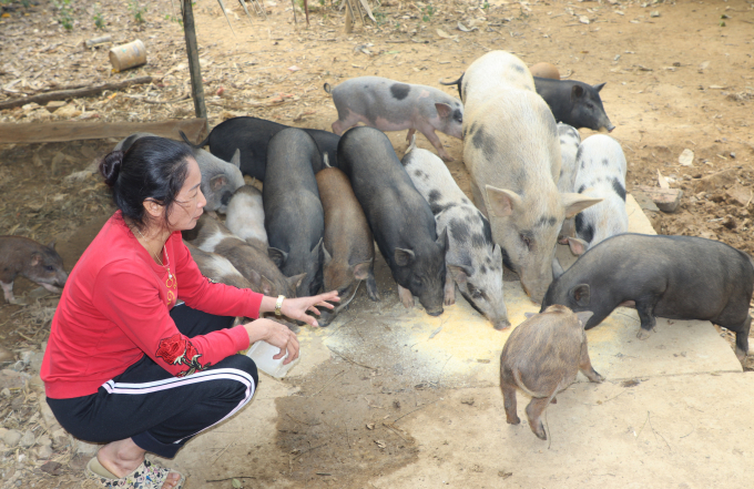 Bà Trần Thị Thu vay vốn ngân hàng Chi nhánh Agribank Bắc Yên Bái nuôi lợn rừng rất hiệu quả. Ảnh: Thái Sinh.
