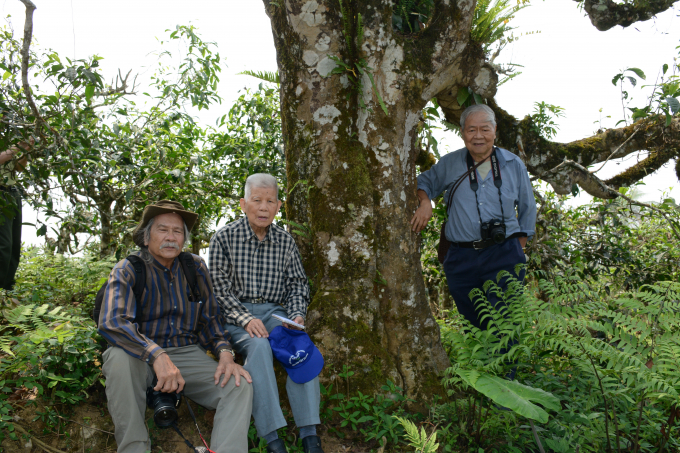 Các nhà khoa học bên cây chè đại cổ thụ Giàng Pằng, xã Sùng Đô. Ảnh: Thái Sinh.