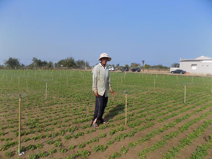 Các tỉnh Nam Trung bộ sẽ chủ động chuyển đổi cơ cấu cây trồng sử dụng ít nước trong vụ hè thu. Ảnh: Minh Hậu.