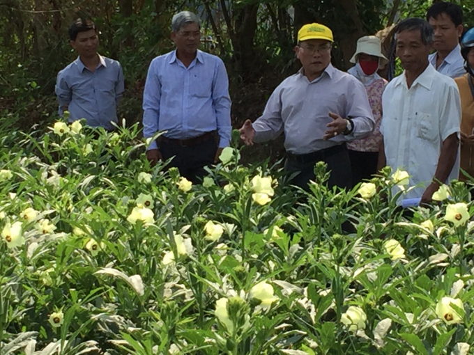 Mô hình chuyển đổi cây trồng đậu bắp Nhật ở Bình Thuận. Ảnh: KS.