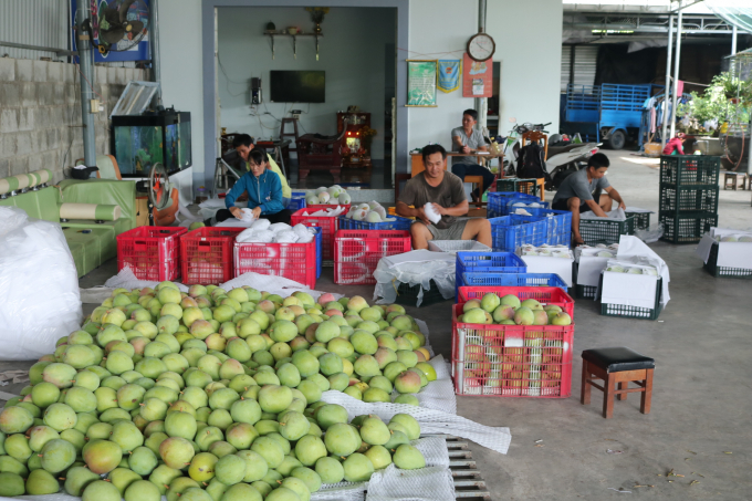 Xoài cho thu hoạch vụ chính từ tháng 3 đến tháng 5, còn vụ nghịch từ tháng 11 đến tháng 1 năm sau. Phần lớn sản lượng được các vựa thu mua xuất khẩu sang thị trường Trung Quốc.       Theo nông dân, trước đây, vào vụ chính, xoài Úc được thu mua với giá trung bình từ 40-50 ngàn đ/kg, còn vụ nghịch từ 80-100 ngàn/kg (loại 1). Do đó, nếu 1 ha nếu cho sản lượng từ 7-10 tấn, sau khi trừ chi phí nông dân lãi từ 150-200 triệu đồng.      Tuy nhiên từ đầu năm 2019, khi Trung Quốc siết chặt đường tiểu ngạch nên giá xoài giảm chỉ còn 30-35 ngàn đ/kg (loại 1) và 20-25 ngàn đ/kg (loại 2). Và, chính vụ 2020, do ảnh hưởng dịch bệnh Covid-19, giá xoài được các vựa thu mua chỉ còn từ 15-20 ngàn đ/kg - loại đẹp xuất sang Trung Quốc.       Để giúp quả xoài xuất chính ngạch sang thị trường Trung Quốc, cũng như rộng đầu ra tiêu thụ, tỉnh Khánh Hòa yêu cầu các địa phương trong tỉnh tuyên truyền, vận động nông dân, doanh nghiệp nắm bắt các quy định về ATTP.        Ông Đặng Chí Liêm, Phó phòng NN-PTNT huyện Cam Lâm cho biết, trong năm 2019 huyện đã phối hợp Chi cục Quản lý chất lượng Nông Lâm sản và Thủy sản tỉnh triển khai xây dựng các mô hình trồng xoài VietGAP, truy xuất nguồn gốc. Bước đầu, toàn huyện đã có hơn 82 ha chứng nhận VietGAP và dự kiến năm 2020 sẽ mở rộng thêm 60 ha xoài nữa được chứng nhận.       Những quả xoài quả to, tròn, đều trọng lượng từ 0,7-0,8 kg trở lên, màu đỏ, không bị trầy xước là loại 1, được thu mua với giá cao. Phần lớn xoài Úc được bán sang thị trường Trung Quốc, buộc phải làm tốt truy xuất nguồn gốc theo tiêu chuẩn thị trường này. 