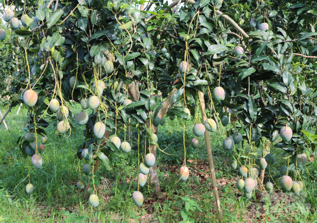 Theo lãnh đạo Trung tâm Nông nghiệp công nghệ cao Khánh Hòa, bắt đầu năm thứ 3, xoài cho trái bói và sang năm thứ 4, năng suất sẽ dần ổn định. Cụ thể, hiện vườn xoài này, trung bình mỗi cây cho từ 50 - 60 kg quả. Ảnh: Kim Sơ.