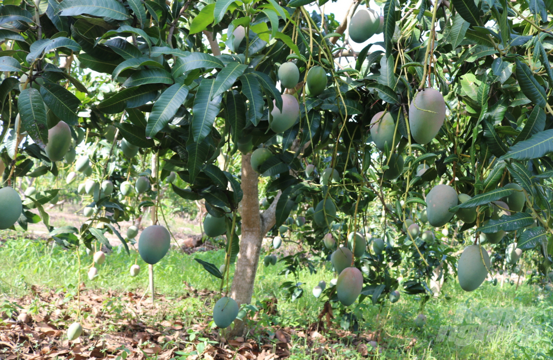 Đưa tham quan vườn xoài Keitt gồm 47 cây đầu dòng và duy nhất tại Việt Nam, được trồng 4 năm tuổi từ việc nhân giống từ nguồn gen sẵn có như đề cập ở trên, chúng tôi thật sự mê mẩn khi cây cao hơn 3m nhưng cho trĩu quả. Ảnh: Minh Hậu.