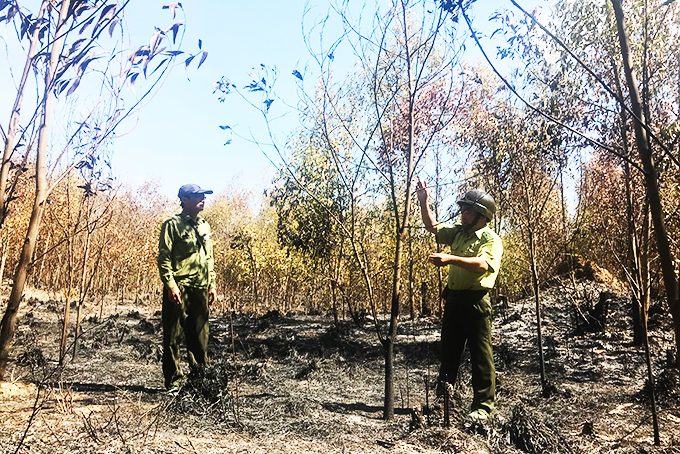 Hiện trường vụ cháy rừng ở khu vực Suối Trầu, xã Ninh Xuân (TX Ninh Hòa). Ảnh: Hải Lăng.