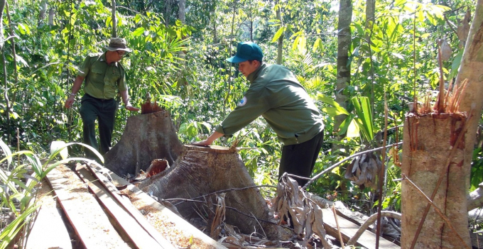 Cơ quan Kiểm lâm Phú Yên kiểm đếm rừng bị đốn hạ. Ảnh: XT.