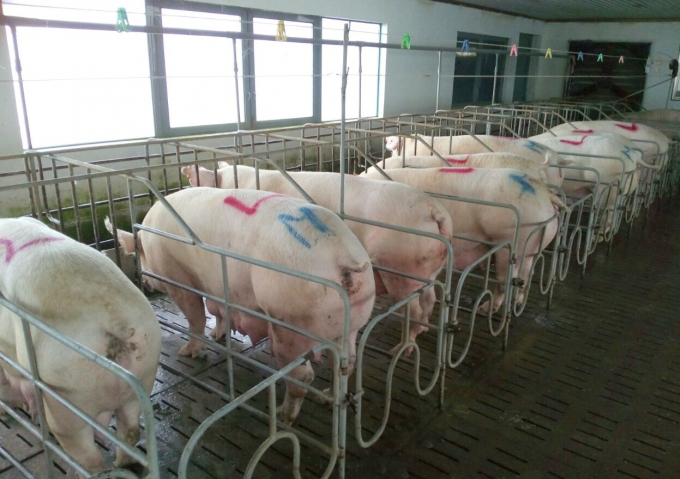 Chăn nuôi lợn trên địa bàn tỉnh Bình Thuận. Ảnh: NV