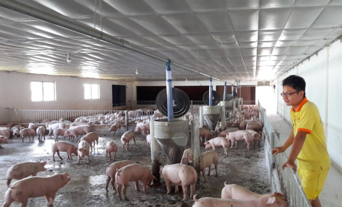Một doanh nghiệp chăn nuôi lợn trên địa bàn tỉnh Bình Thuận áp dụng quy trình nuôi an toàn sinh học. Ảnh: NV.