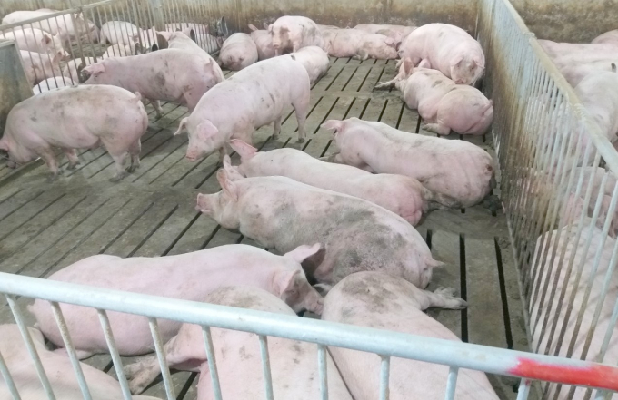 Tính đến 31/3, tổng đàn lợn trên địa bàn tỉnh Bình Thuận trên 324 nghìn con bằng 97% so với khi chưa xảy ra dịch DTLCP. Ảnh: KS.