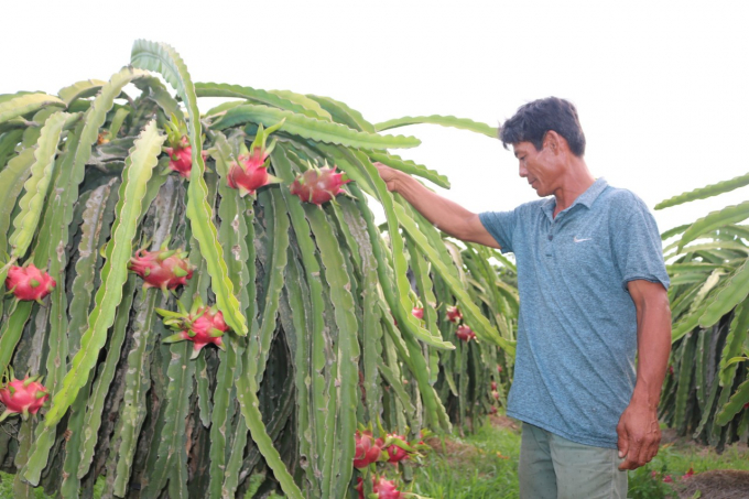 Một vườn thanh long ở xã Hàm Cường, huyện Hàm Thuận Nam sản xuất theo tiêu chuẩn VietGAP. Ảnh: Lê Khánh.