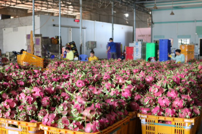 Trong thời gian đến, tỉnh Bình Thuận sẽ trợ xúc tiến thị trường tiêu thụ thanh long theo hướng vừa coi trọng thị trường trong nước, vừa mở rộng thị trường xuất khẩu trực tiếp, chính ngạch. Ảnh: Lê Khánh.