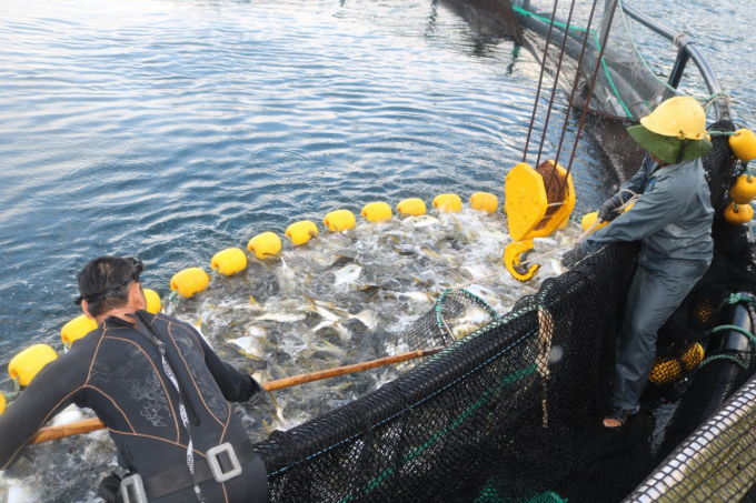 Trang trại nuôi biển quy mô công nghiệp đã thành công nuôi cá chim vây vàng. Ảnh: KS.