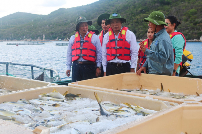 Thứ trưởng Bộ NN-PTNT Phùng Đức Tiến tham quan trang trại nuôi cá lồng biển quy mô công nghiệp trên vịnh Vân Phong. Ảnh: KS.