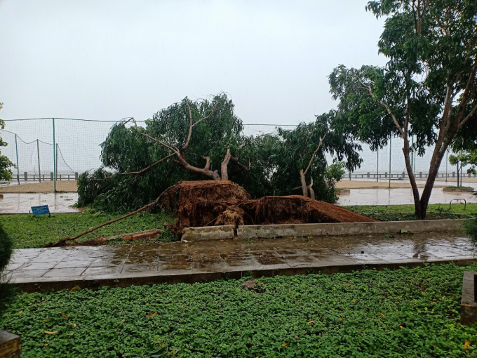Khánh Hòa nhiều cây xanh đổ ngã sau bão số 12. Ảnh: KS.