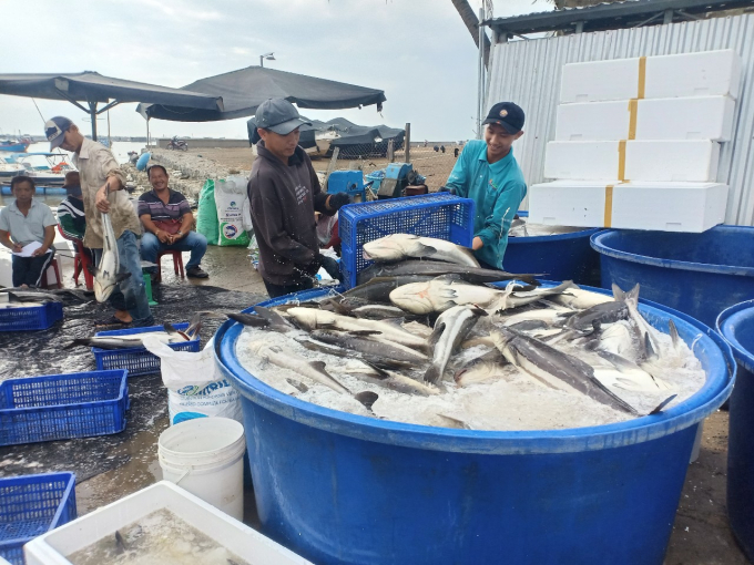 Hiện nay giá cá bớp chỉ 115 ngàn đ/kg loại 4 kg/con trở lên. Ảnh: KS.