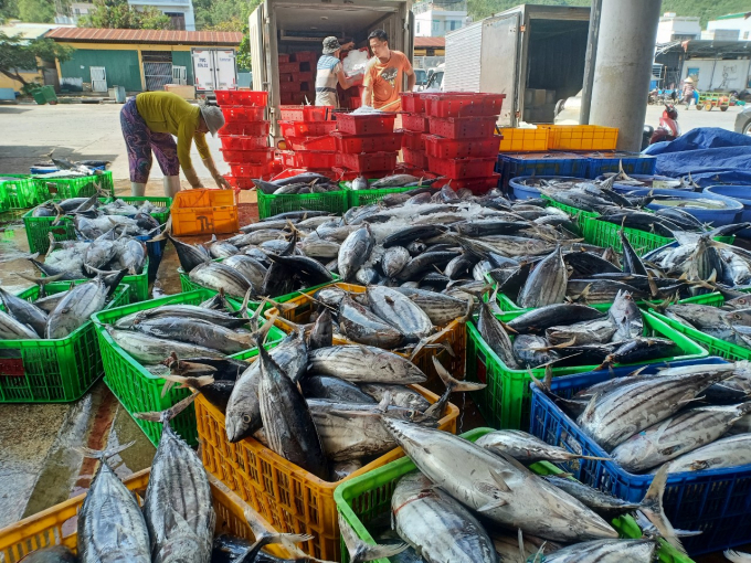 Các tàu Khánh Hòa đánh bắt cá tại vùng biển của Việt Nam. Ảnh: KS.