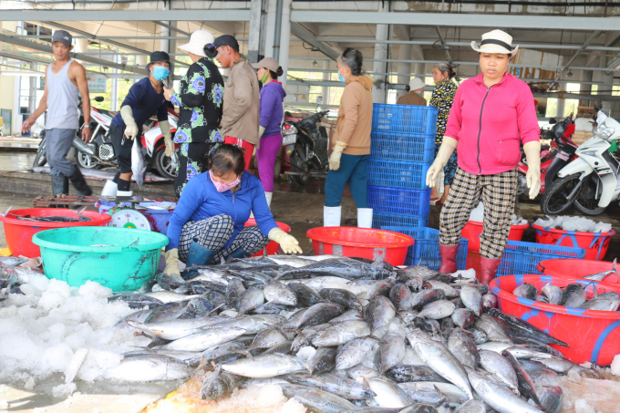 Sản phẩm cá ngừ sọc dưa được thu mua tại cảng cá Hòn Rớ, xã Phước Đồng, TP Nha Trang. Ảnh: KS.