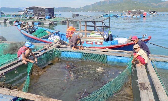 Khu vực nuôi cá biển bằng lồng ở Hòn Lăng, xã Ninh Ích (TX Ninh Hòa). Ảnh: KS.
