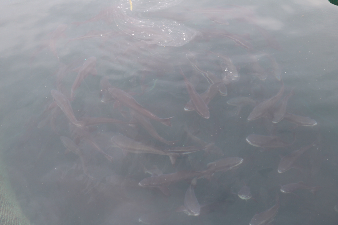 Hầu hết các bè nuôi cá bớp ở Hòn Lăng đều có hiện tượng cá bị chết rải rác. Ảnh: KS.