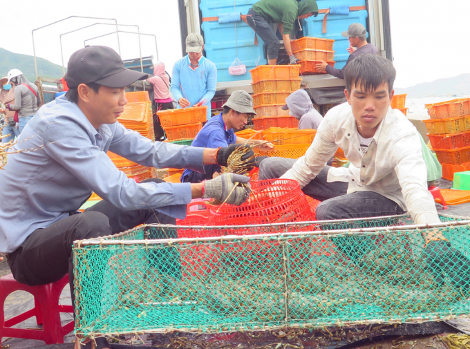 Thu mua tôm hùm ở TX Sông Cầu, tỉnh Phú Yên. Ảnh: XT.