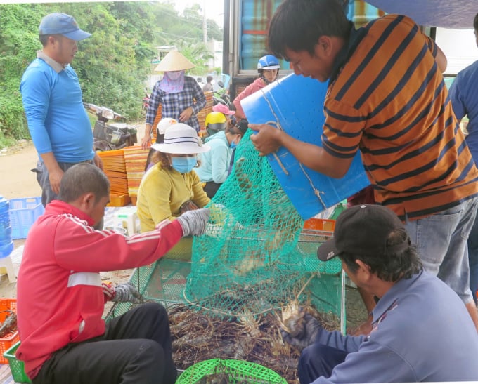 Hiện nay, tôm hùm thương phẩm nuôi ở các tỉnh Khánh Hòa và Phú Yên được thu mua với giá cao nhưng rất khan hiếm hàng. Ảnh: XT.