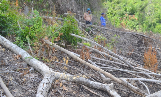 Hiện trường vụ phá rừng, lấn chiếm đất lâm nghiệp xảy ra trên địa bàn xã Phú Mỡ, huyện Đồng Xuân, tỉnh Phú Yên. Ảnh: KS.