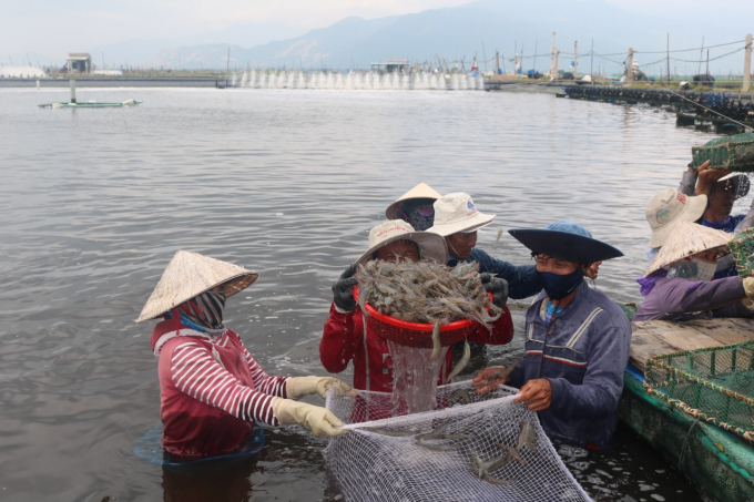 Năm 2020, nuôi trồng thủy sản trên địa bàn tỉnh Khánh Hòa tăng khá. Ảnh: KS.