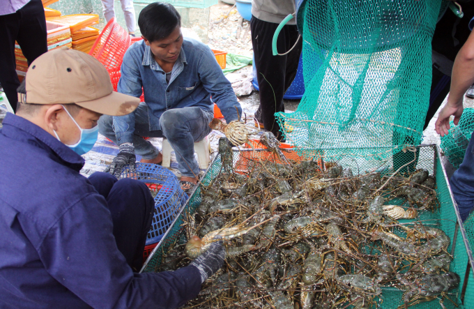 Những năm qua nuôi trồng thủy sản của Phú Yên rất phát triển, nhất là đối tượng tôm hùm. Ảnh: XT.