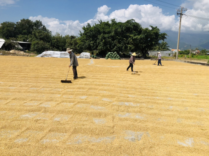 Nông dân Vạn Ninh thu hoạch phơi lúa khô bán cho thương lái thu mua. Ảnh: KS.