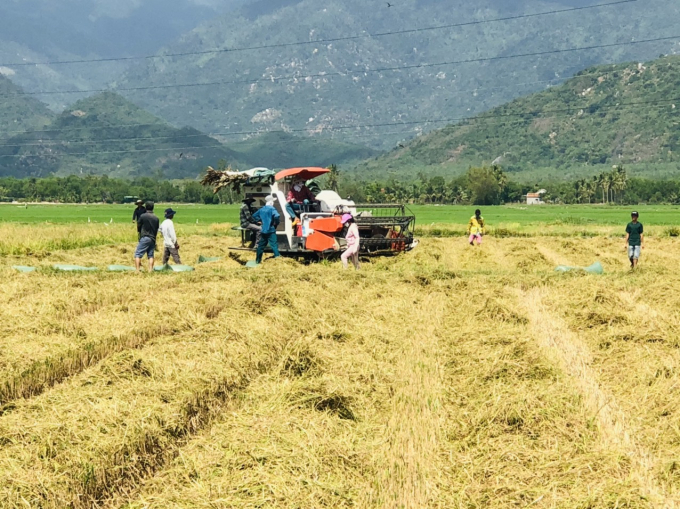 Nông dân huyện Vạn Ninh thu hoạch lúa Đông Xuân sớm rất phấn khởi vì bán được giá cao chưa từng có. Ảnh: KS.