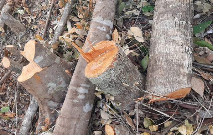 Hình ảnh hiện trường phá rừng ở Suối Tân, Cam Lâm, tỉnh Khánh Hòa. Ảnh: KS.