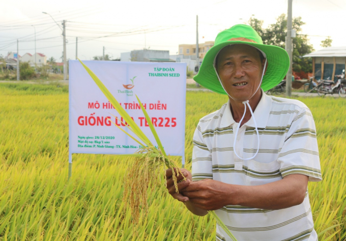 Ông Nguyễn Văn Hoàng, chủ ruộng sản xuất giống lúa TBR225 cho biết ước năng suất trên 90 tạ/ha, rất phẩn khởi. Ảnh: KS.