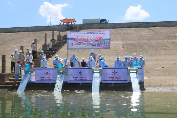 Công ty Cổ phần thủy điện Sông Ba Hạ thả cá giống nhằm tái tạo nguồn lợi thủy sản. Ảnh: T.Thanh.