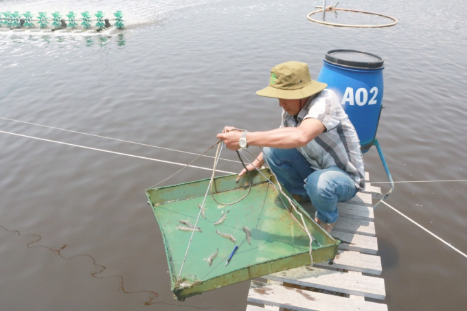Chinh said, thanks to Semi biofloc shrimp farming technology, shrimps grow quickly and diseases are controlled. Photo: KS.