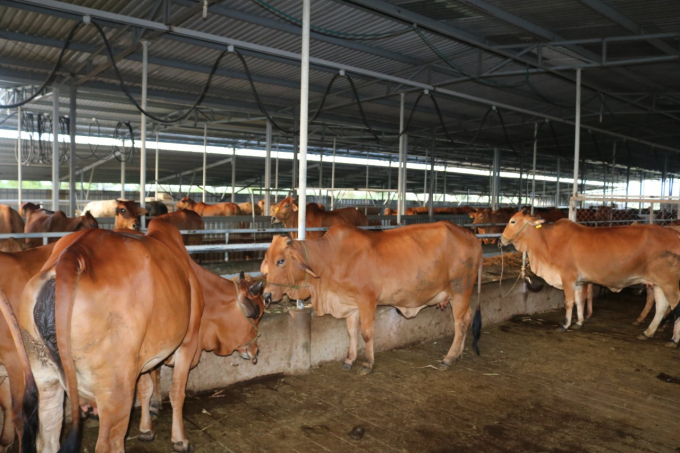 Chăn nuôi trâu, bò ưu tiên đầu tư cho công tác cải tạo giống để nâng cao tầm vóc, chất lượng đàn. Ảnh: KS.