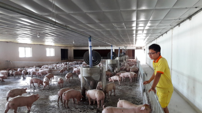 Chăn nuôi lợn tại Việt Nam đang dịch chuyển sang hướng quy mô lớn, trang trại.