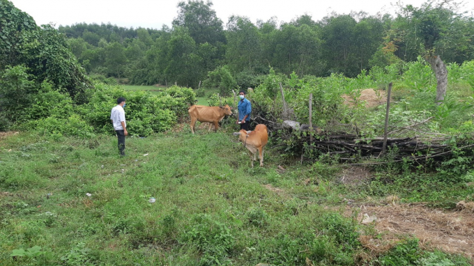Huyện miền núi Khánh Vĩnh (Khánh Hòa) đã xuất hiện bệnh viêm da nổi cục trên bò. Ảnh: LT.
