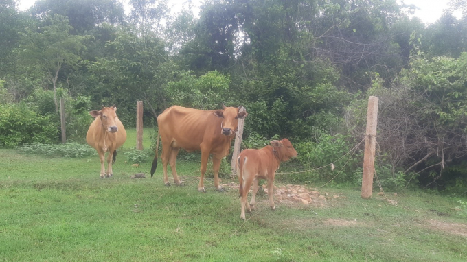 Đàn bò mắc bệnh viêm da nổi cục trên địa bàn huyện Khánh Vĩnh xảy ra đối với chủ hộ chăn nuôi thả ngoài đồng và không sử dụng định kỳ thuốc diệt ký sinh trùng. Ảnh: LT.