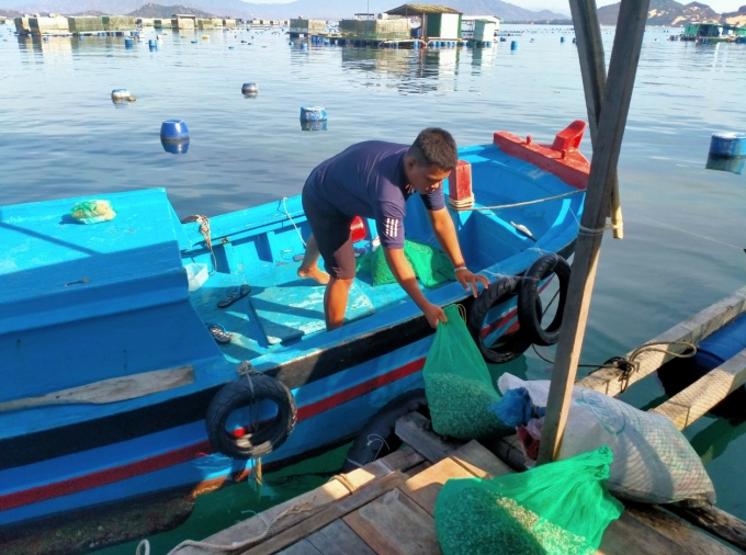 Farmers in Cam Binh use mesh bags to store lobster's feed instead of plastic containers, which affects the environment. Photo: KS.