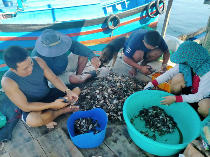 Người nuôi chuẩn bị thức ăn cho tôm hùm. Ảnh: Minh Hậu.