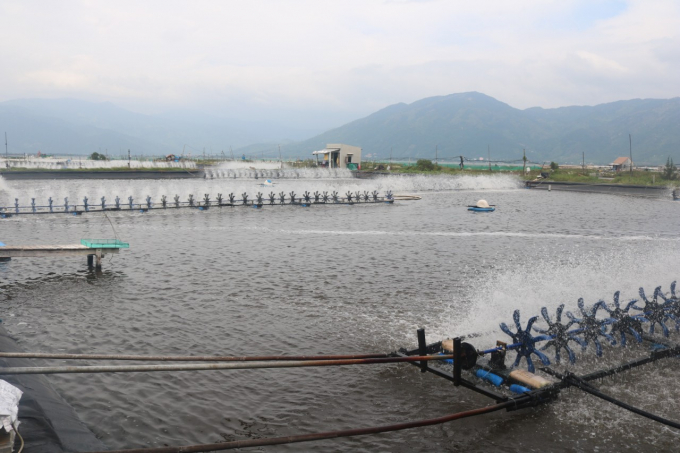 Xã Vạn Thọ, huyện Vạn Ninh, tỉnh Khánh Hòa phát triển nuôi tôm thẻ chân trắng trên ao lót bạt. Ảnh: Kim Sơ.