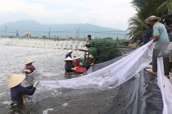 Người nuôi ở Vạn Thọ thu hoạch tôm thẻ chân trắng. Ảnh: Kim Sơ.