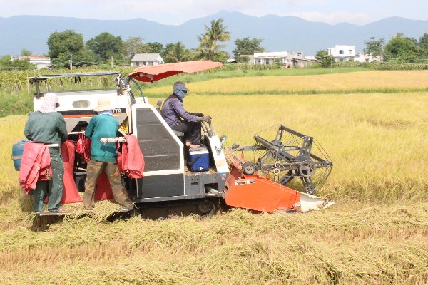 Tỉnh Bình Thuận đang thu hoạch lúa hè thu. Ảnh: KH.