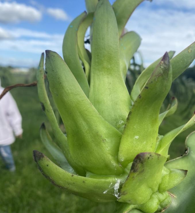 A dragon fruit is infected by mealybugs. Photo: CK.